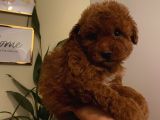 Aşılı Pasaportlu Poodle Yavrularımız