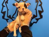 Çok Özel Fransiz Bulldog Yavrularimiz