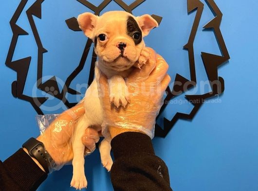 Çok Özel Fransiz Bulldog Yavrularimiz görsel