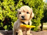 Maltipoo Mix Irk Yavrular