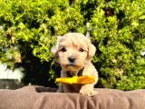 Maltipoo Mix Irk Yavrular