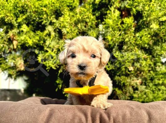Maltipoo Mix Irk Yavrular görsel