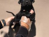 Secereli̇ Babadan Cane Corso Yavrularimiz