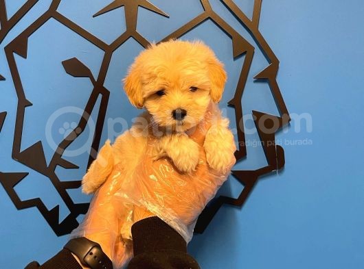 Şi̇ri̇n Ve Özel Malti̇poo Bebekleri̇mi̇z görsel