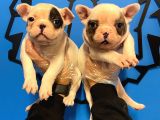 Çok Özel Fransiz Bulldog Yavrularimiz