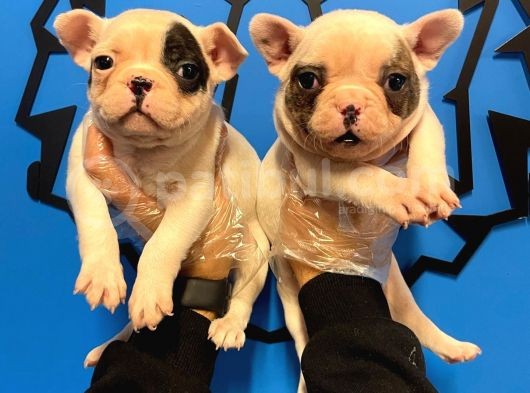 Çok Özel Fransiz Bulldog Yavrularimiz görsel