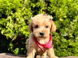 Dizayn Irk Sevimli Maltipoo Yavrular