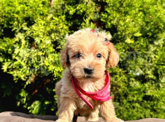 Dizayn Irk Sevimli Maltipoo Yavrular görsel