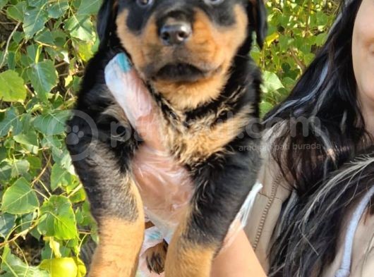 Yavru Rottweiler görsel