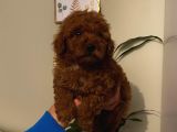 Aşılı Pasaportlu Poodle Yavrularımız