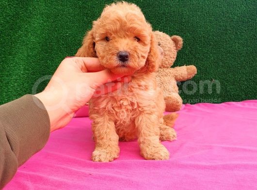 2 Aylık Erkek Toy Poodle Yavru görsel