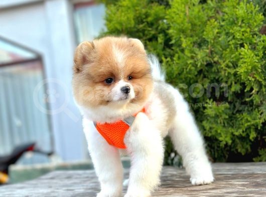 Ayıcık Surat Boo Pomeranian Yavrular görsel