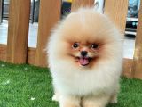 Baby Face Pomerani̇an Boo Bebekler