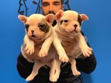 Çok Özel Fransiz Bulldog Yavrularimiz