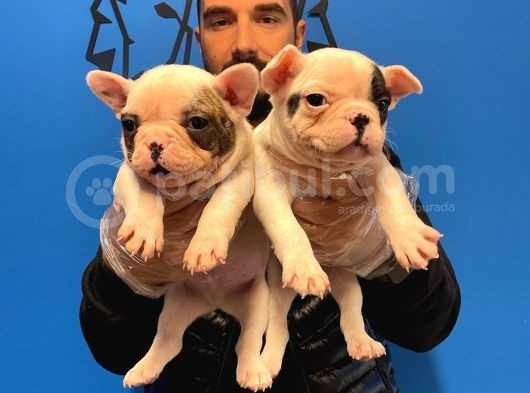 Çok Özel Fransiz Bulldog Yavrularimiz görsel