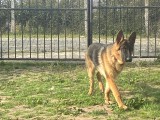 6 Aylık Tüm Aşı Ve Parazitleri Yapılmış Dişi Ve Erkek