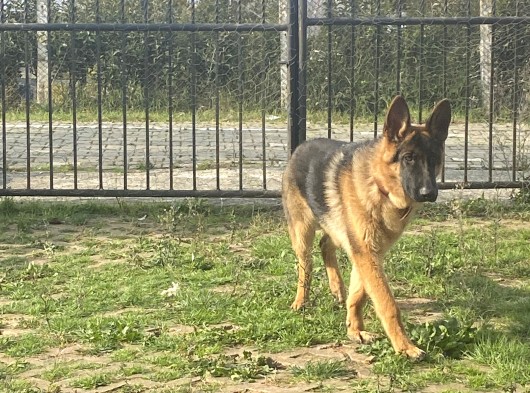 6 Aylık Tüm Aşı Ve Parazitleri Yapılmış Dişi Ve Erkek görsel
