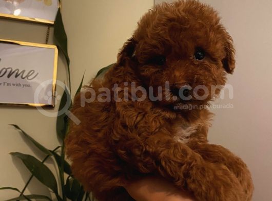 Sağlık Ve Ömür Boyu Irk Garantili Poodle Yavrularımız görsel