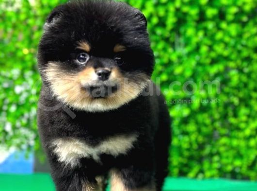 3.5 Aylık Dişi Pomeranian Yavrumuz görsel