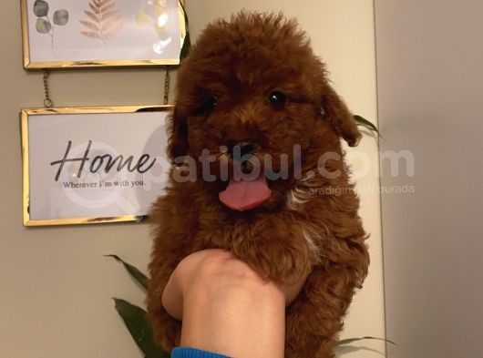 Aşılı Pasaportlu Poodle Yavrularımız