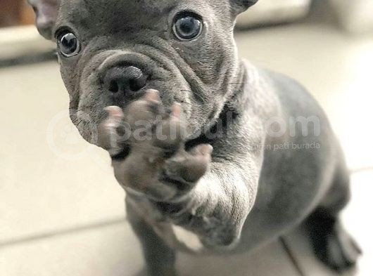 Blue French Bulldog Bebekler görsel