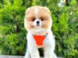 Ayıcık Surat Boo Pomeranian Yavrular