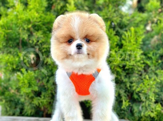 Ayıcık Surat Boo Pomeranian Yavrular görsel