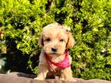 Dizayn Irk Sevimli Maltipoo Yavrular