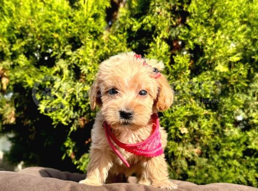 Dizayn Irk Sevimli Maltipoo Yavrular görsel