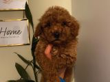 Sağlık Ve Ömür Boyu Irk Garantili Poodle Yavrularımız