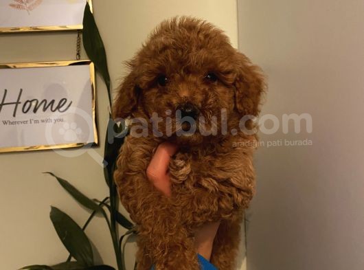 Sağlık Ve Ömür Boyu Irk Garantili Poodle Yavrularımız görsel