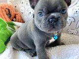 Blue French Bulldog Bebekler