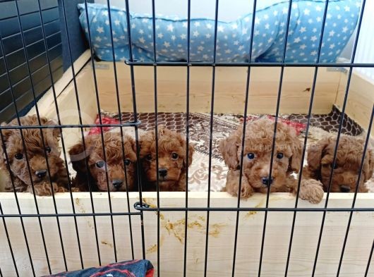 A Scr Toy Poodle Bebekleri̇mi̇z görsel