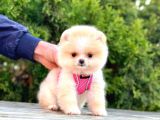 Show Kali̇te Pomerani̇an Bebekleri̇m