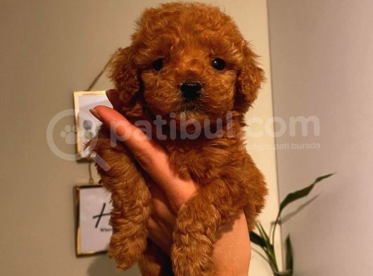 Toy Poodle Red Brown görsel