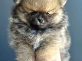 Taddy Bear Pomerani̇an Boo Yavrularimiz
