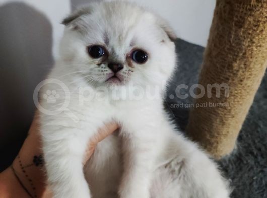 Scottish Fold Yavrularımız görsel