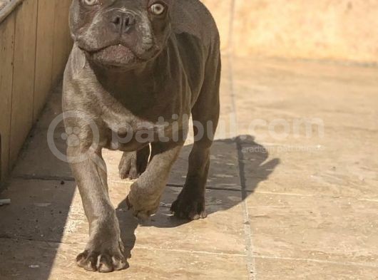 Erkek Blue French Bulldog görsel