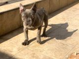 Erkek Blue French Bulldog