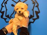 Şi̇ri̇n Ve Özel Malti̇poo Bebekleri̇mi̇z