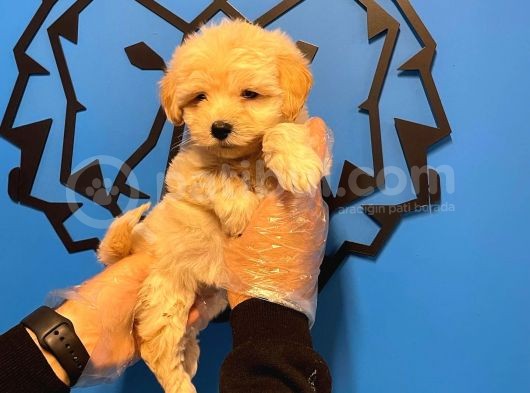 Şi̇ri̇n Ve Özel Malti̇poo Bebekleri̇mi̇z görsel