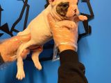 Çok Özel Fransiz Bulldog Yavrularimiz