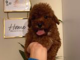 Muhteşem Poodle Bebeklerimiz