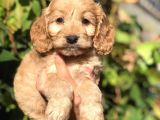 Babyface Maltipoo Yavrumuz