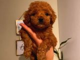 Muhteşem Poodle Bebeklerimiz