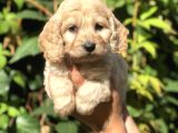 Orjinal Maltipoo
