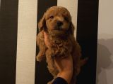 Muhteşem Poodle Bebeklerimiz
