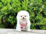 Safkan Teddy Bear Pomeranian Boo Yavrularımız