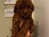 Muhteşem Poodle Bebeklerimiz