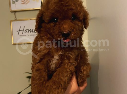 Muhteşem Poodle Bebeklerimiz görsel